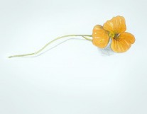 “Nasturtuim”  |  10” x 14”  |  Watercolor & Pencil on Paper