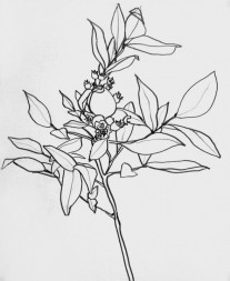 “Blueberry Branch”  |  14” x 11”  |  Pen on Paper