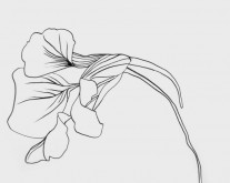 “Nasturtuim Study #2”  |  11” x 14”  |  Pen on Paper