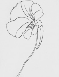 “Nasturtuim Study #3” 14” x 11”, Pen on Paper