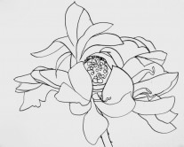 “Exotic Flower Study #2”  |  11” x 14”  |  Pen on Paper