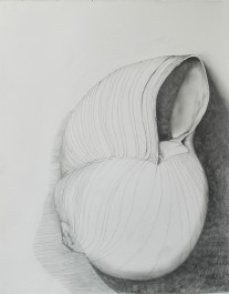 Shell Series #8 | 18″ x 24″ | Graphite on Paper